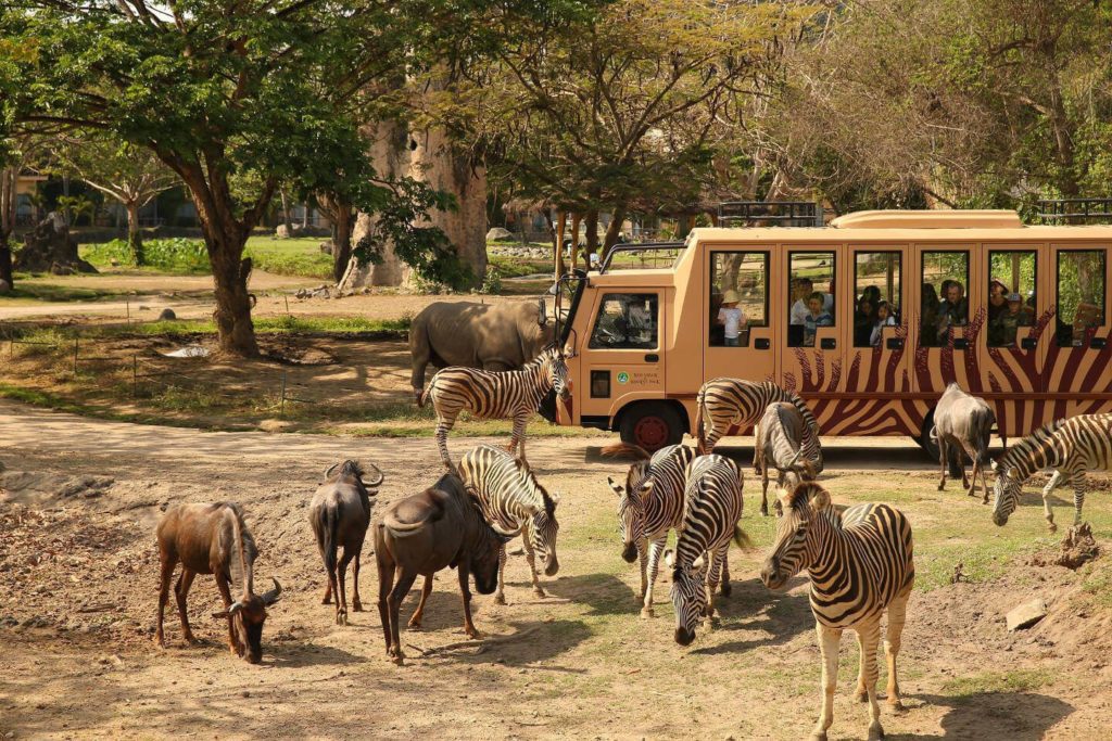 safari park you can stay at