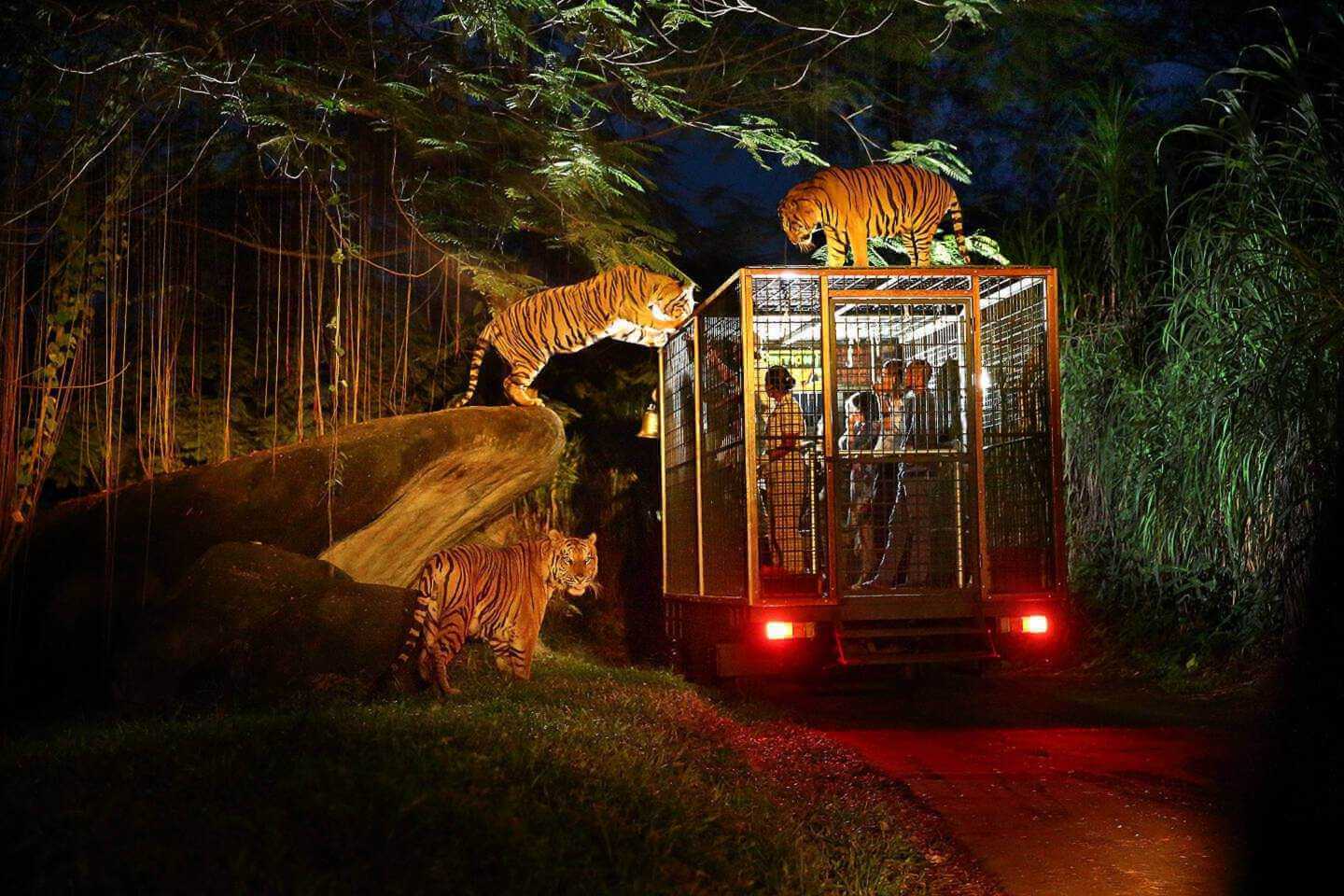 night safari animal show time