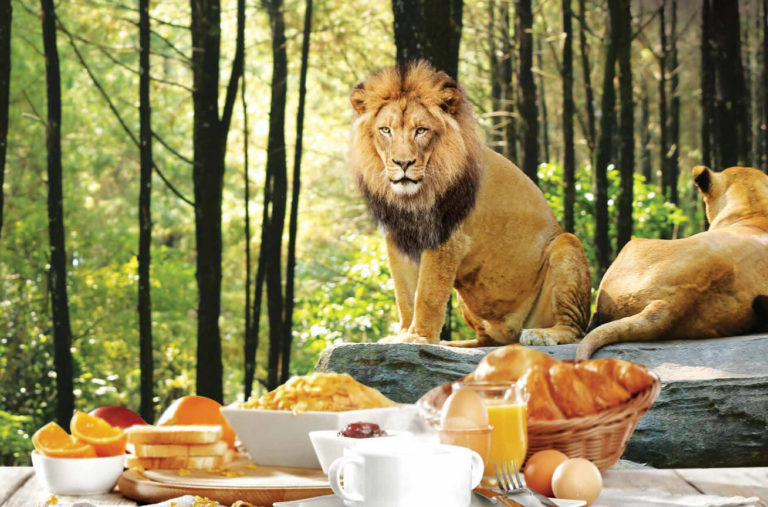 Breakfast with the Lions | Bali Safari Park