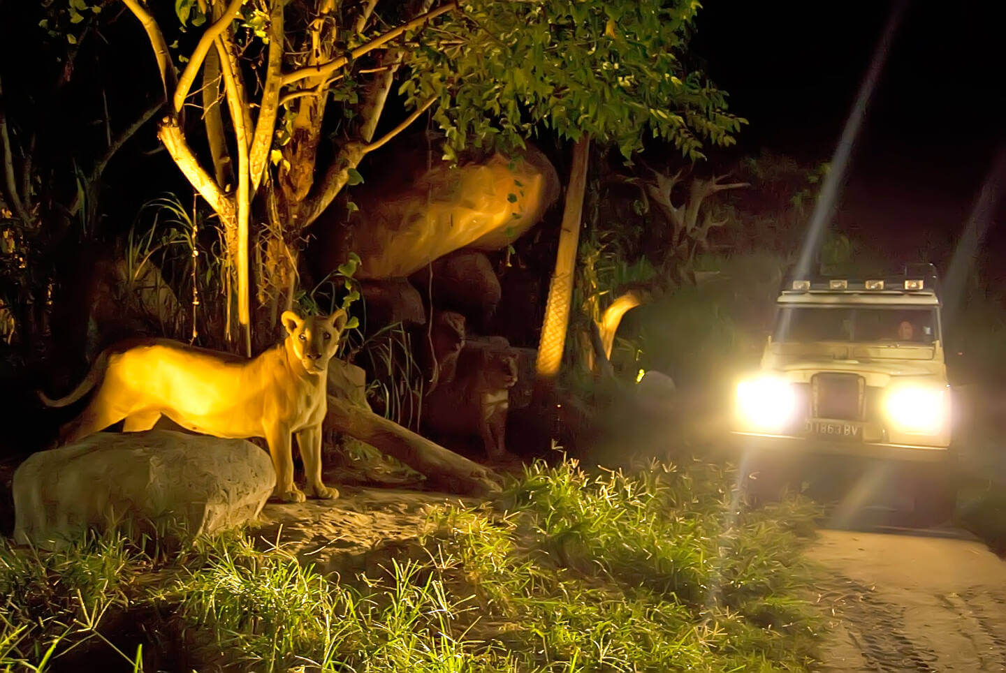 night safari zoom