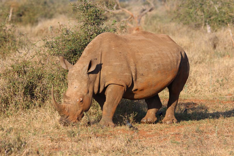 facts about black rhinoceros
