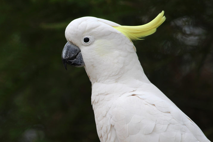cockatoo bird