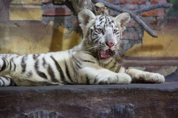 10 White Tiger Facts - Fact Animal