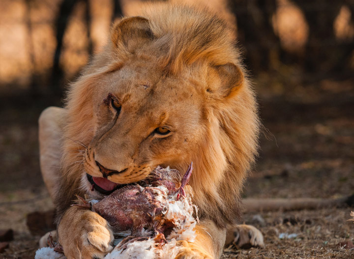 male lion pouncing on prey