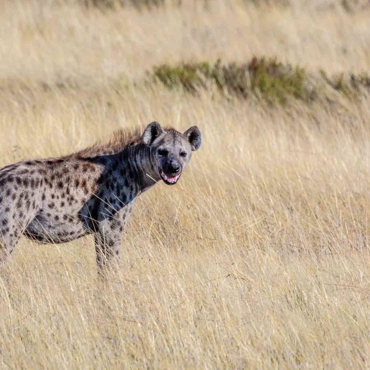 can a hyena kill a dog