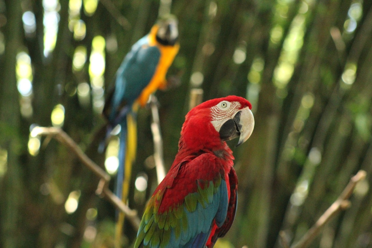 Let’s Protect Parrot Through “World Parrot Day” Taman Safari Bali