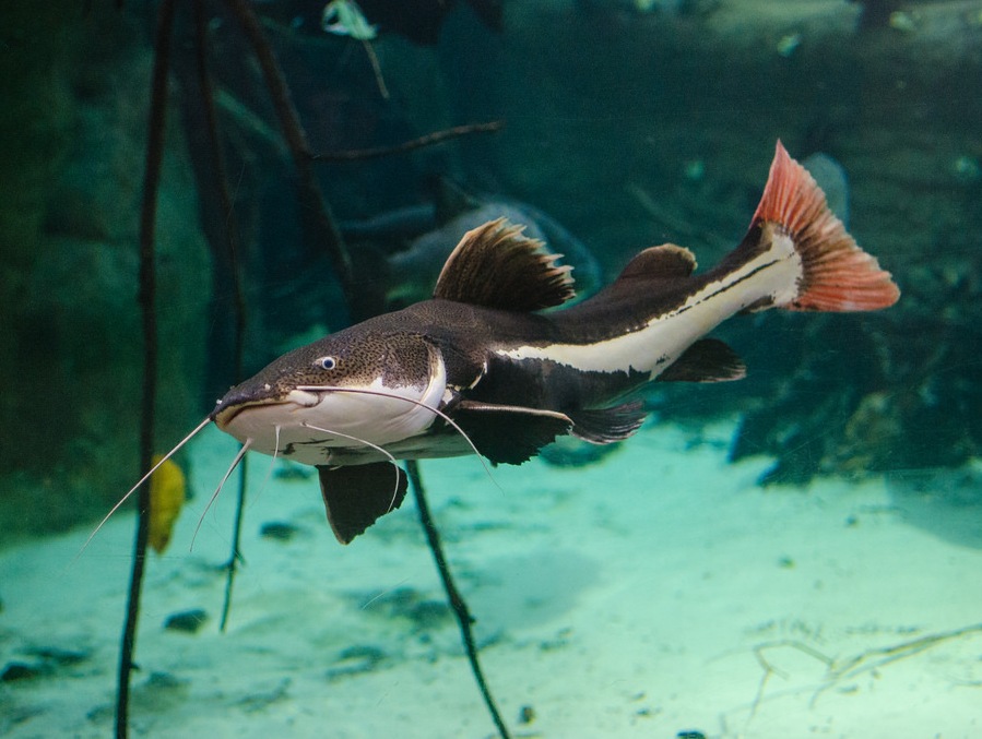 mekong catfish aquarium