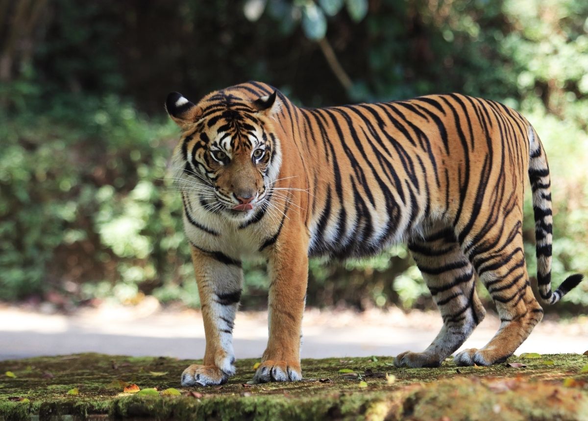 Bengal Tiger vs Siberian Tiger Comparison - The Tiniest Tiger