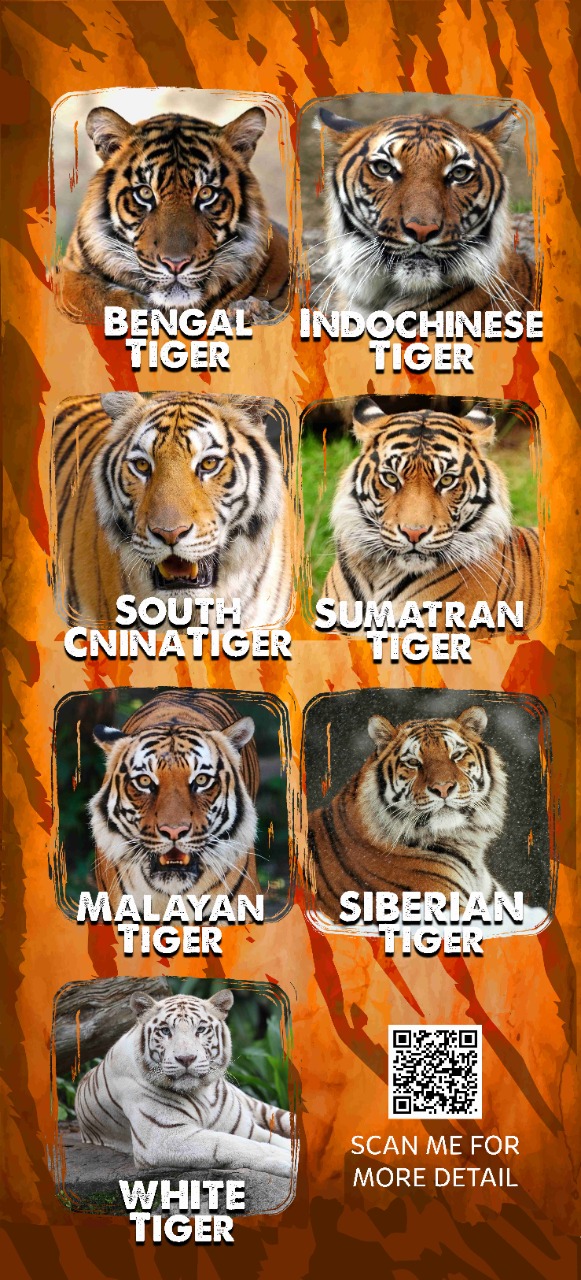 Bengal Tiger vs Sumatran Tiger Comparison - Tiger Safari India