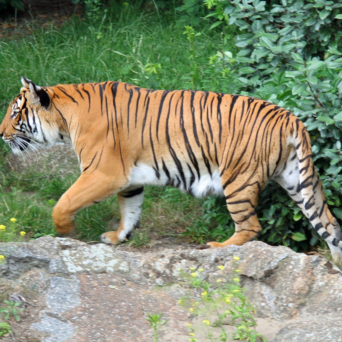 bengal tiger vs sumatran tiger