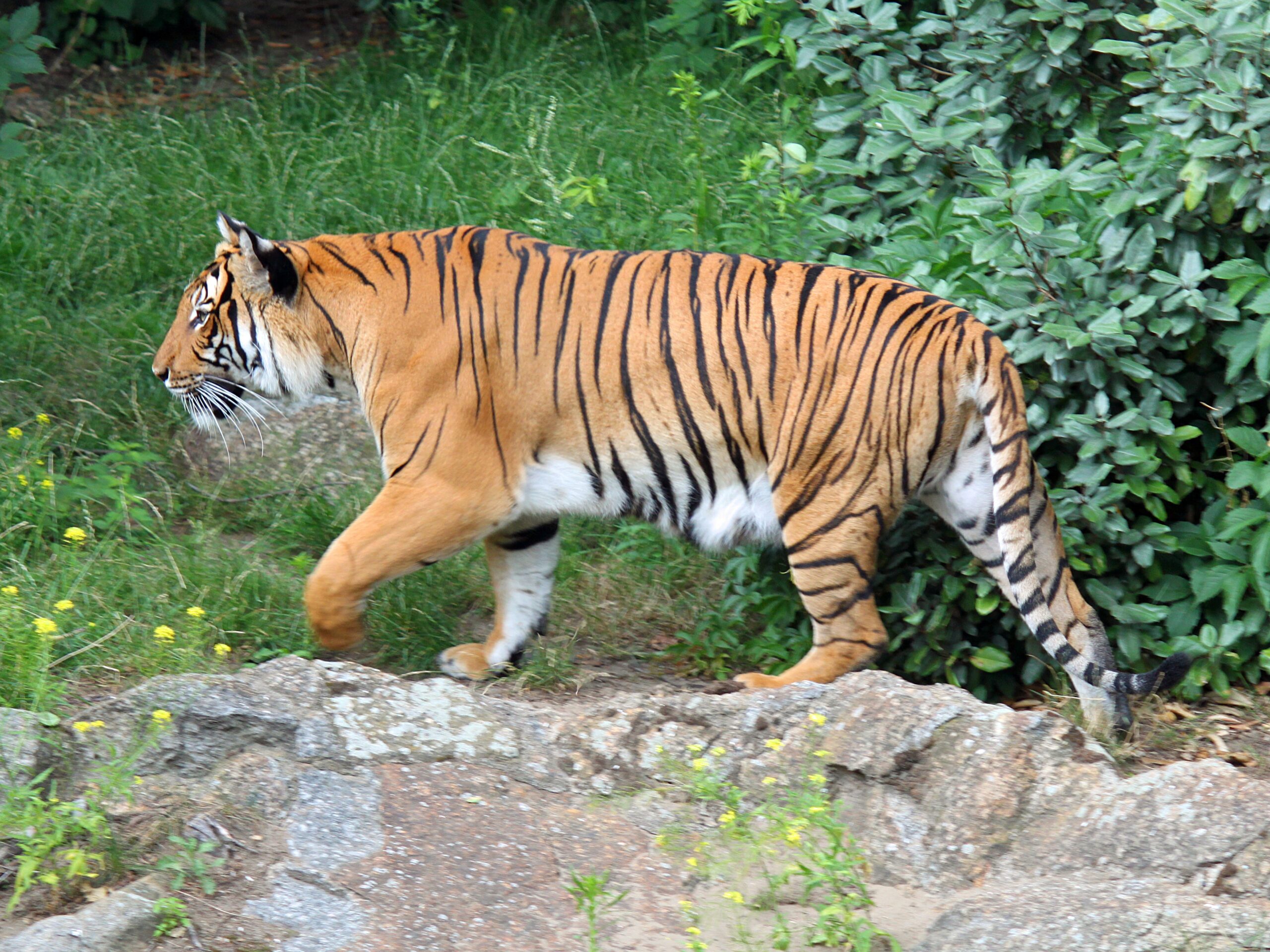 javan tiger habitat