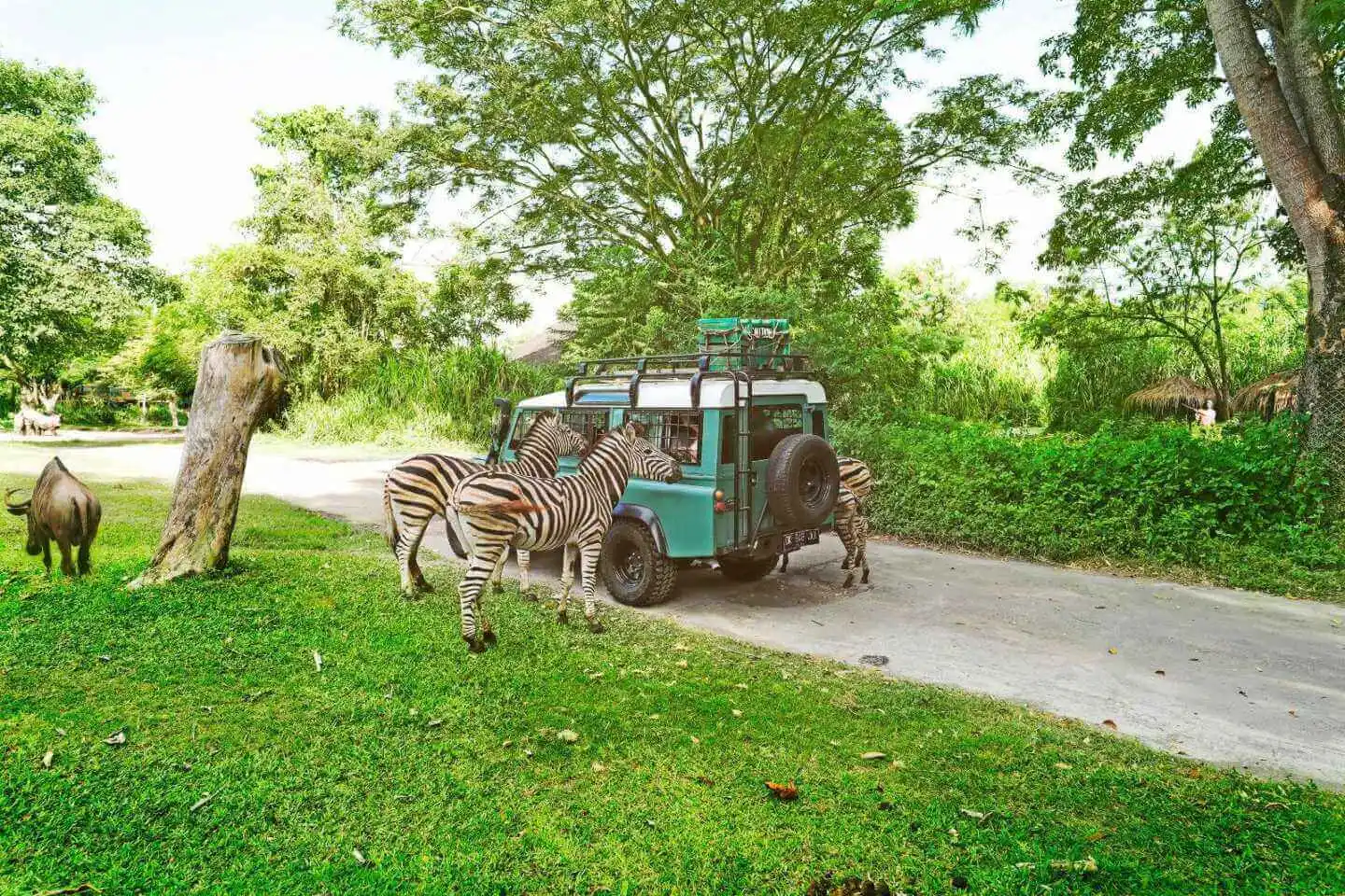 bali safari transport
