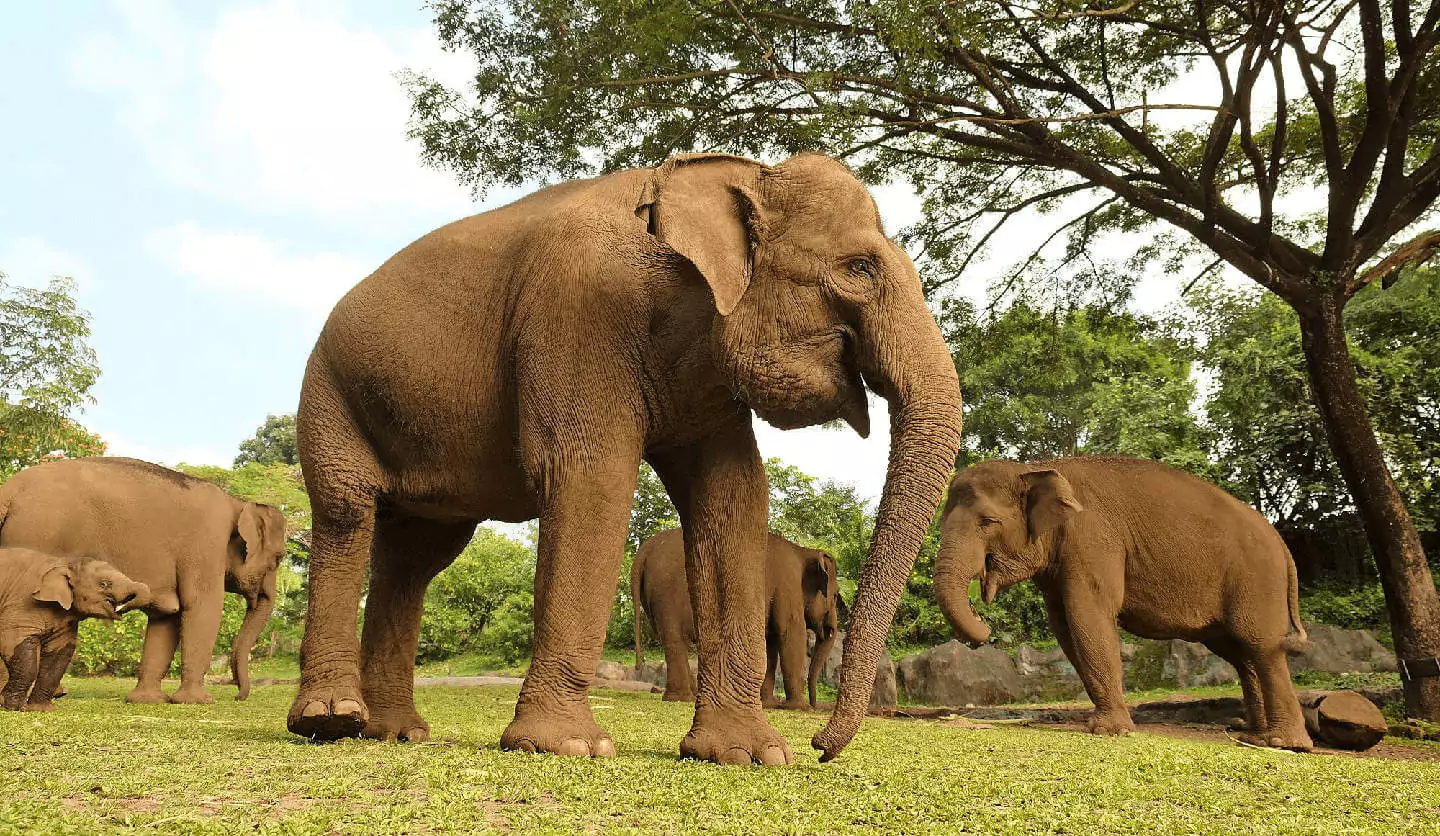 elefant safari bali