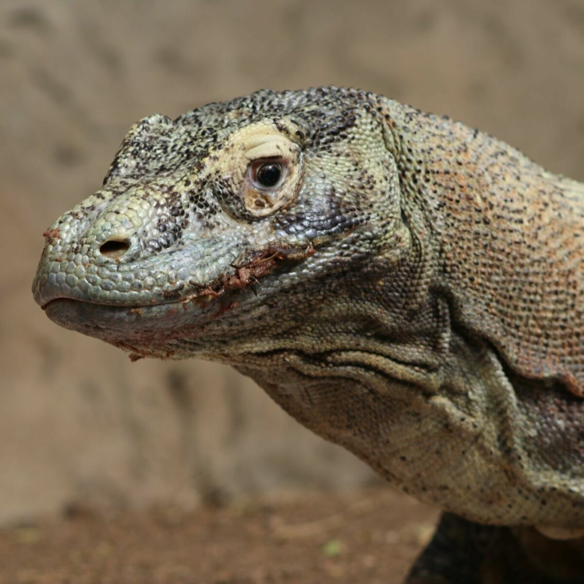 komodo dragon lizard