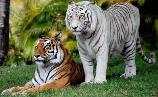 white tiger and orange tiger