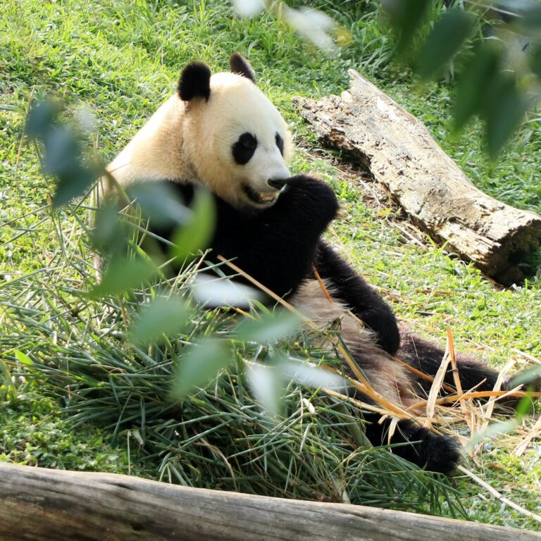 panda safari