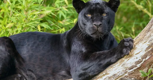 The Black Taman - in Safari Bali Jaguar, the Darkness Beauty