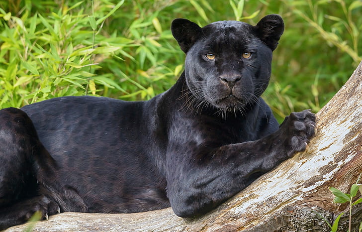 Photographer spots rare black leopard on safari in India