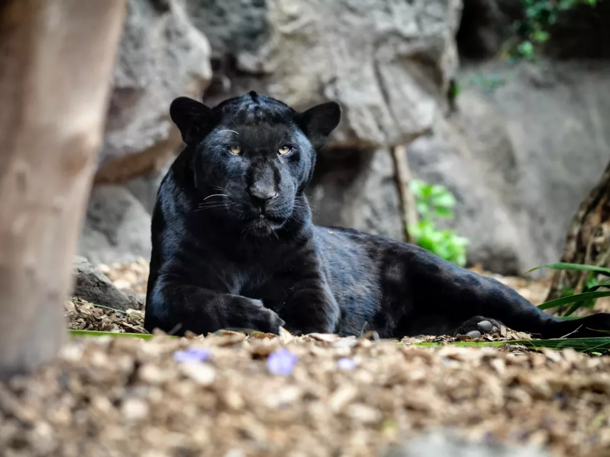 The Mystery and Elegance of the Black Jaguars - Taman Safari Bali